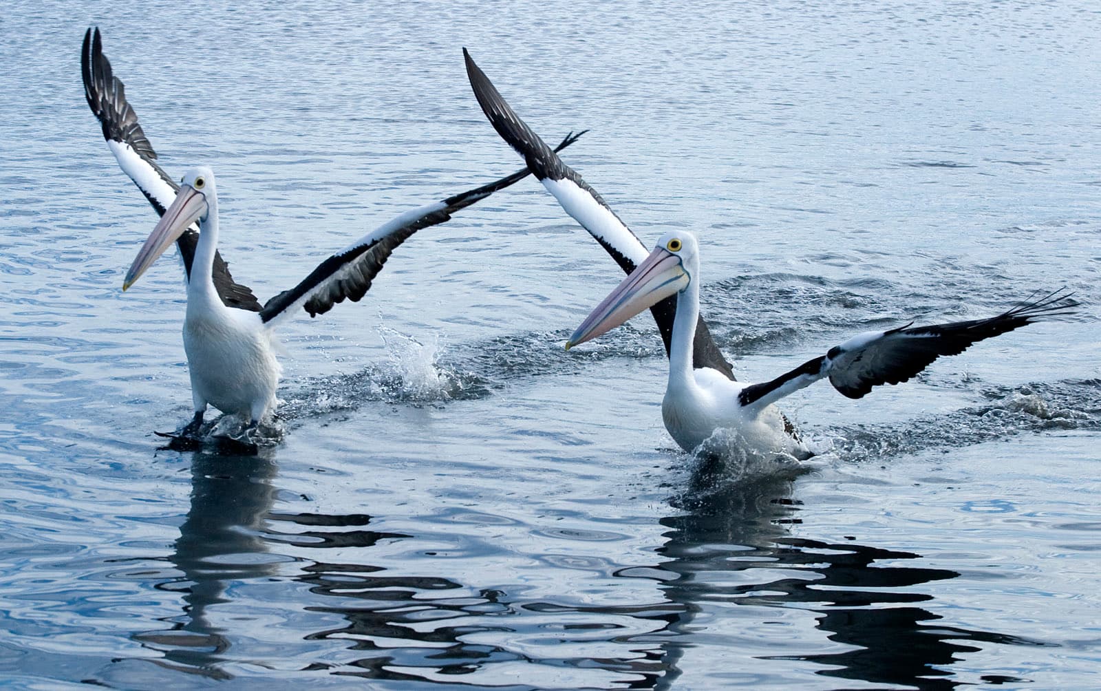 Clontarf, Pelican Park, Thomas Street — photograph 1 of 2