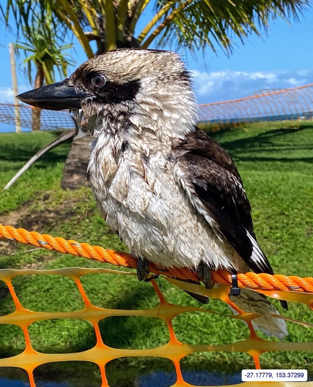 Tangalooma — photograph 16 of 31
