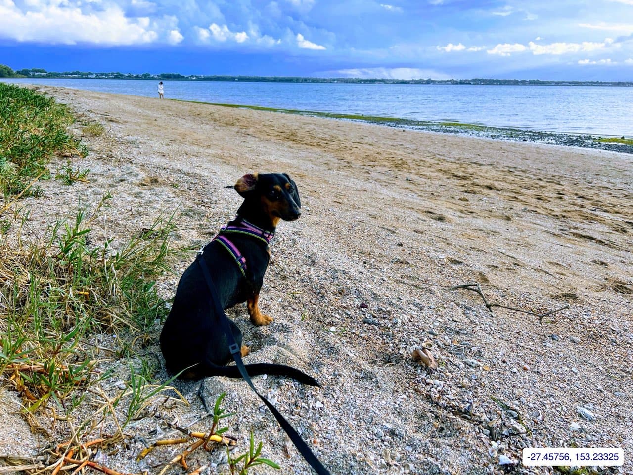 Photograph taken near Moreton Bay mainland