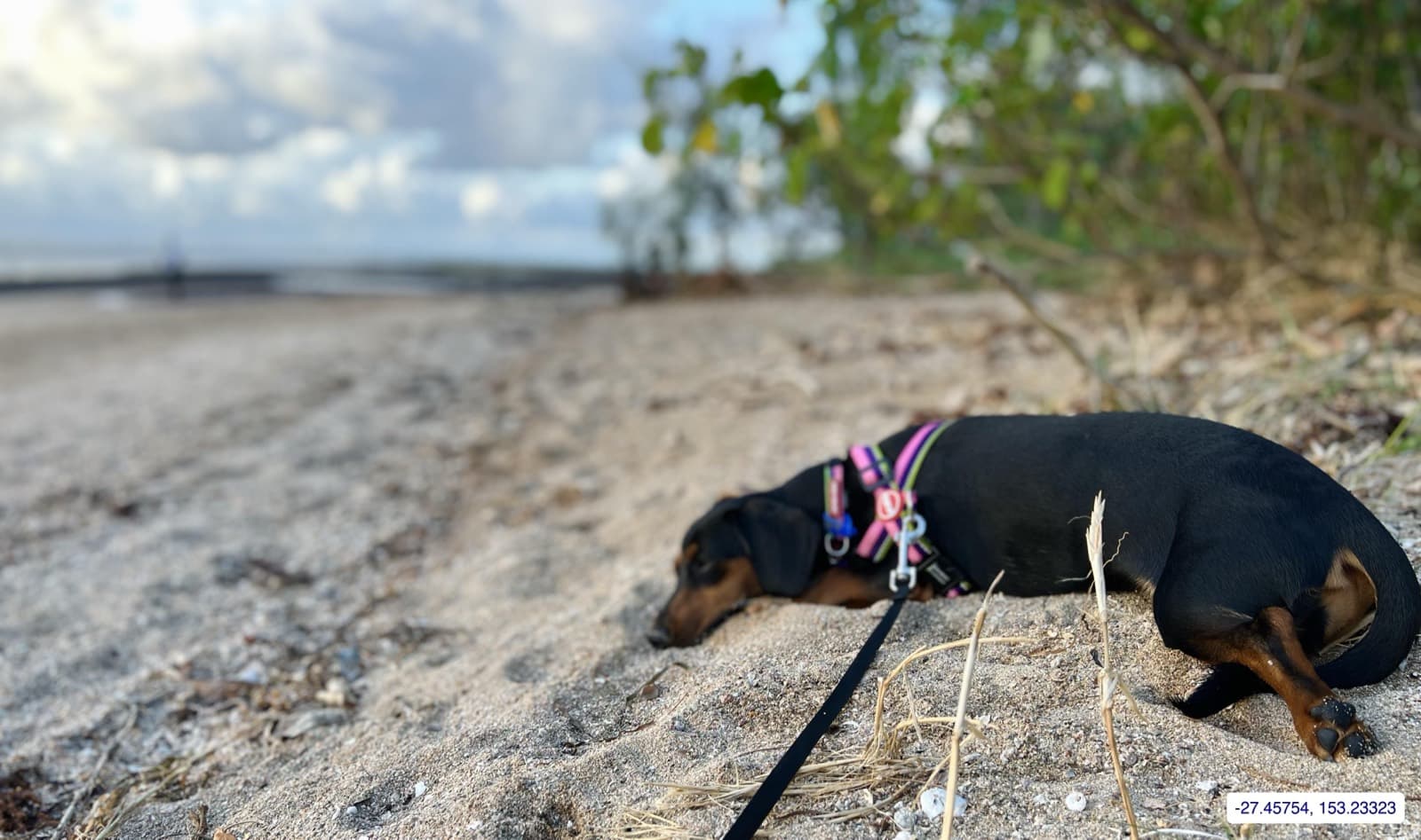 Photograph taken near Moreton Bay mainland