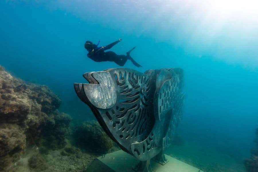 Sculpture - Maori Wrasse (Whitsundays)