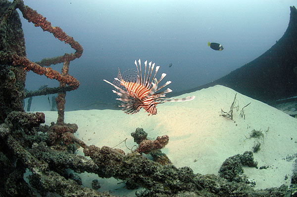 lionfish on the Melbourne